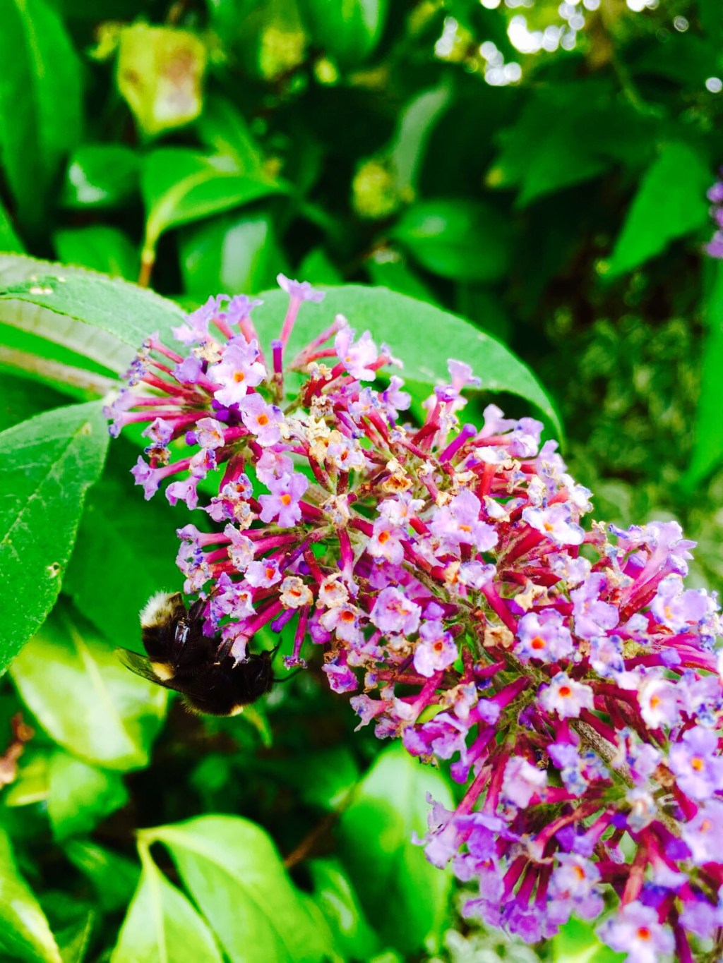 What can Children Learn from a Minibeast&nbsp;Hunt?