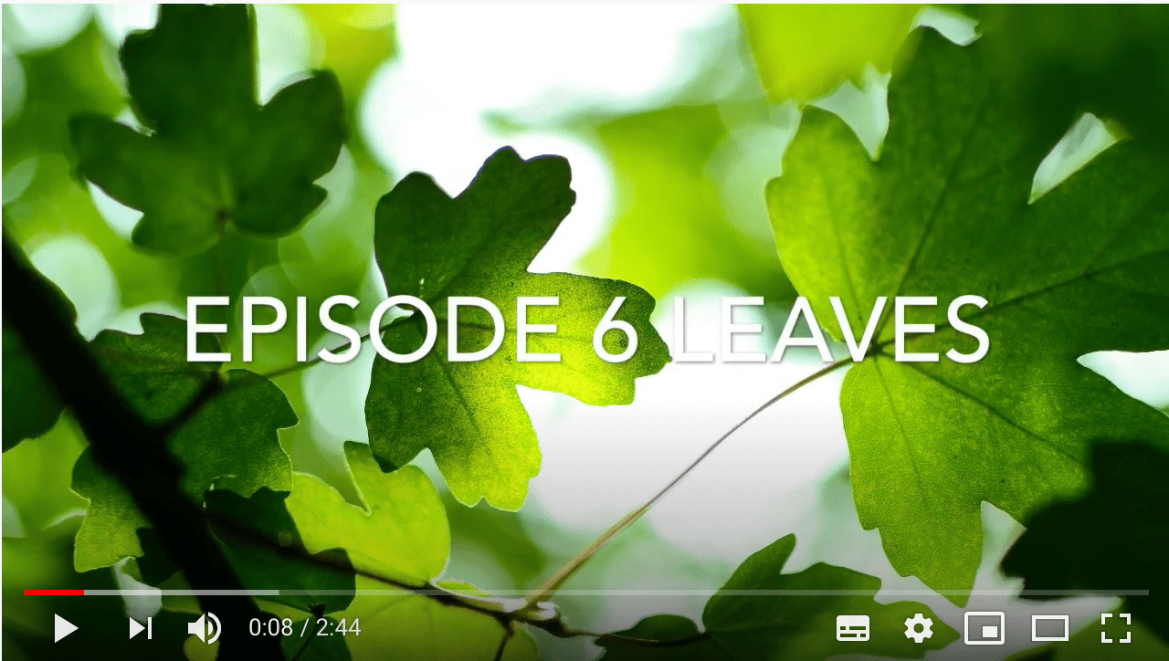 Screenshot 2020-05-09 at 14.36.47